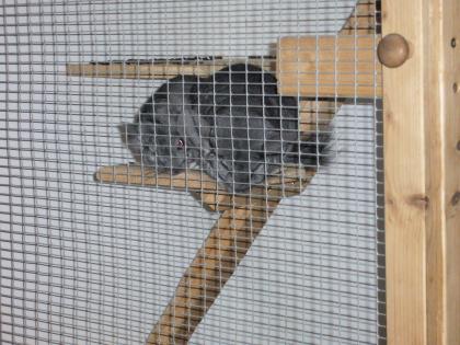 Chinchillapaar mit Käfig abzugeben