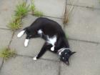 VERMISSE meinen gelienten Kater . wer hat ihn gesehen